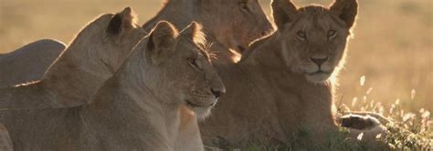 Le règne des lions du Masaï Mara .